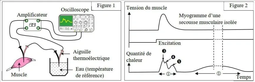 Rôle du muscle squelettique strié dans la conversion de l’énergie